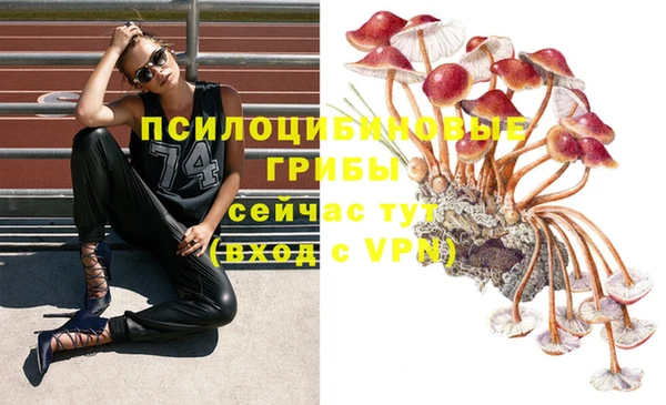 шишки Осинники